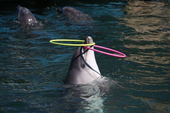 Анапский дельфинарий на Большом Утрише