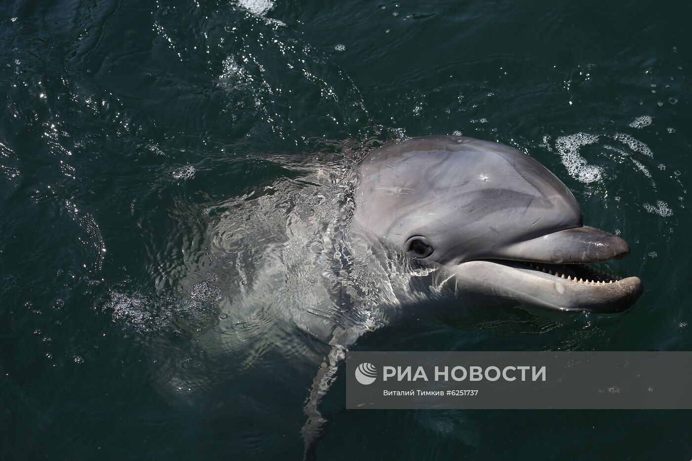 Анапский дельфинарий на Большом Утрише