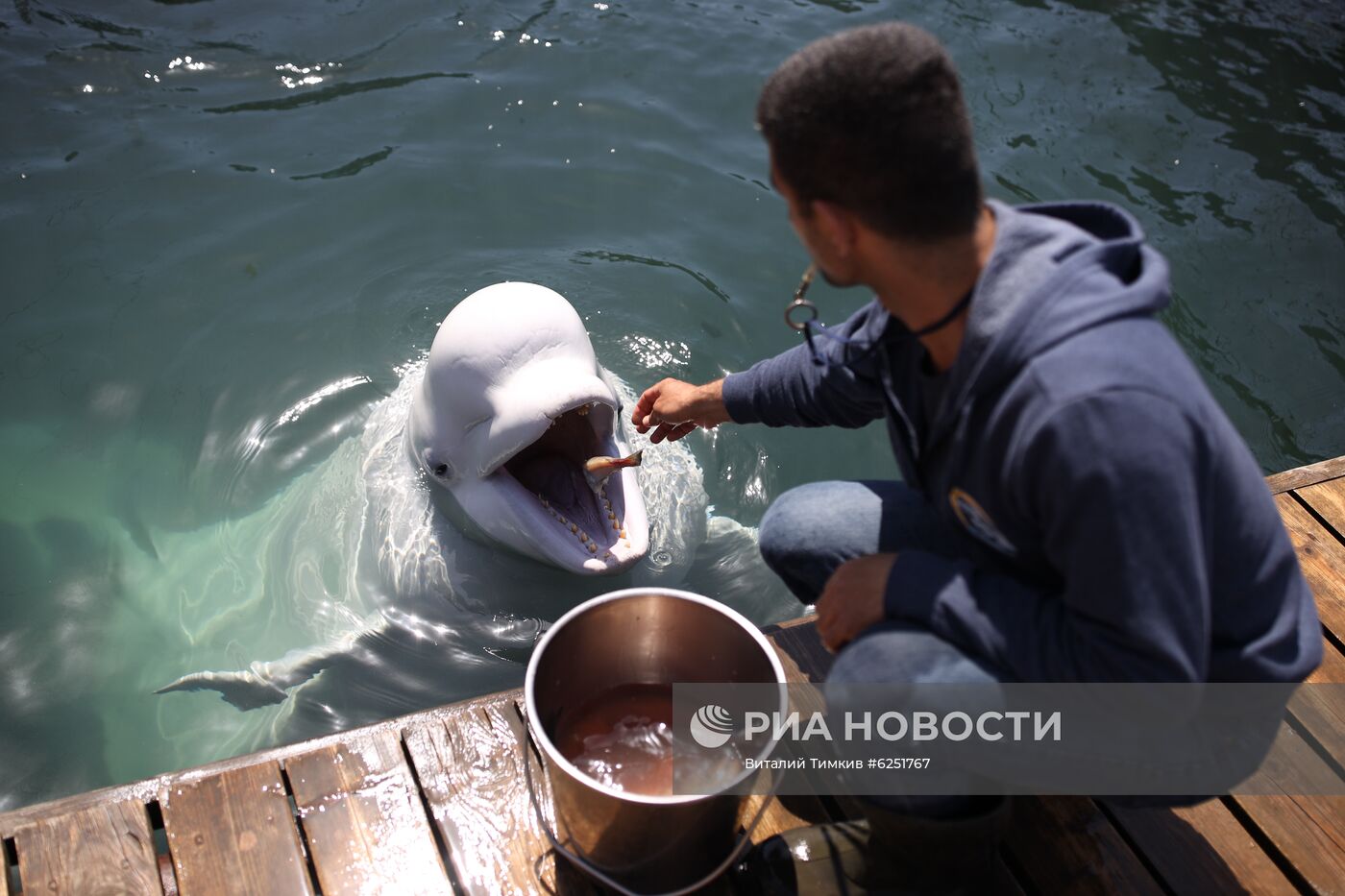 Анапский дельфинарий на Большом Утрише