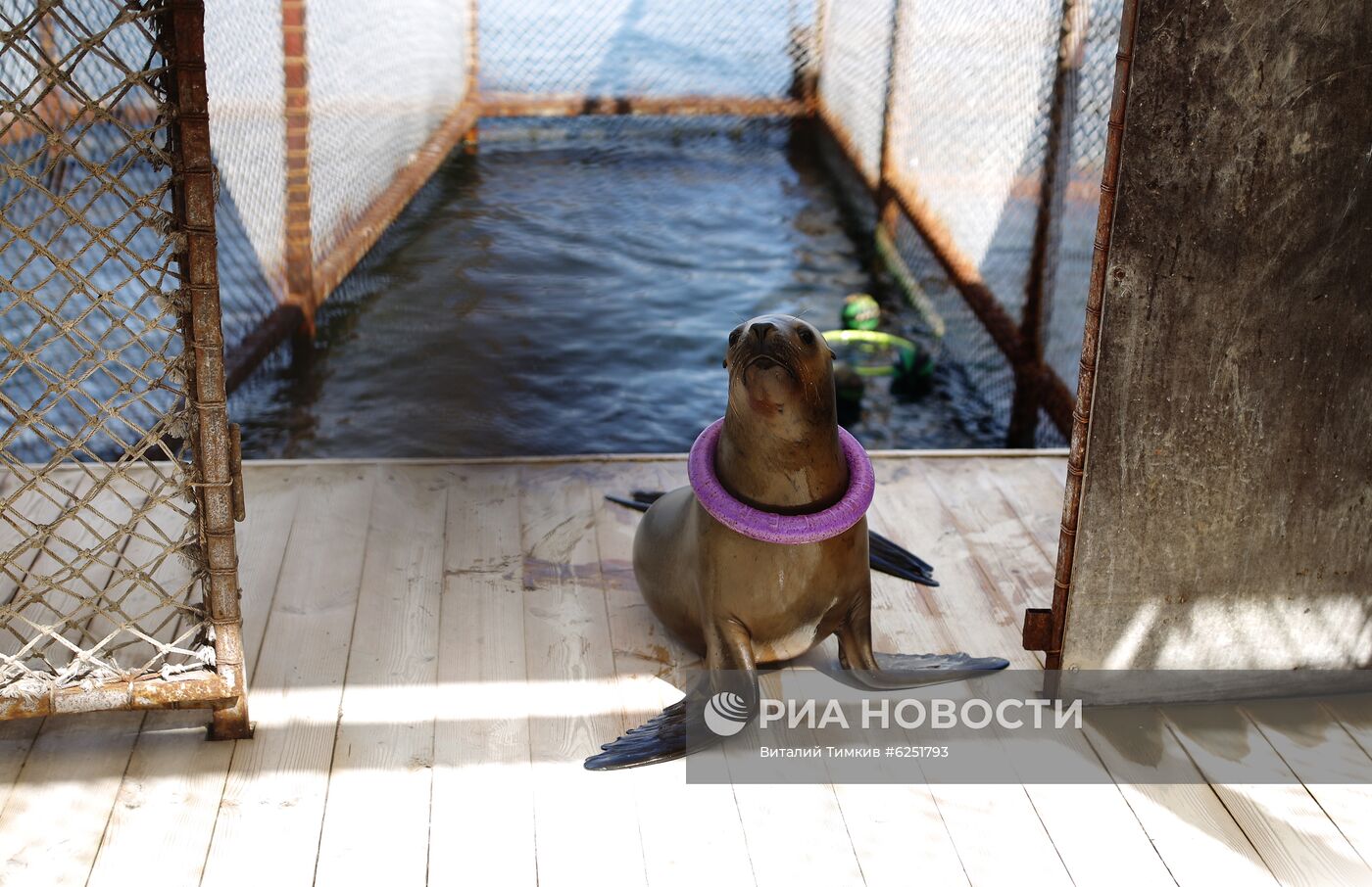 Анапский дельфинарий на Большом Утрише