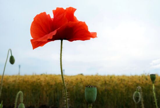 Регионы России. Краснодарский край