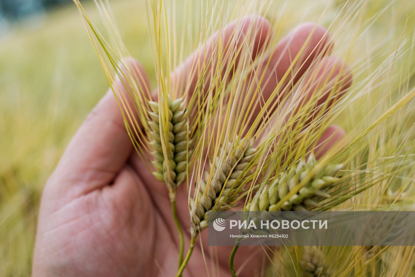 Регионы России. Краснодарский край