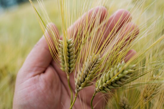 Регионы России. Краснодарский край