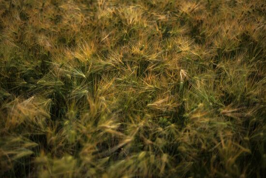 Регионы России. Краснодарский край