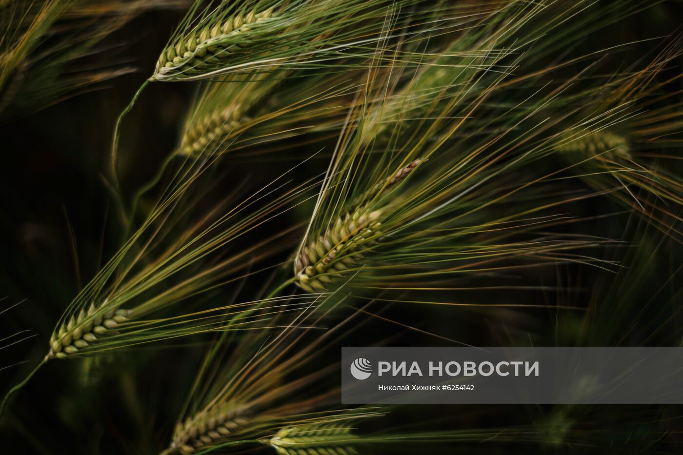 Регионы России. Краснодарский край