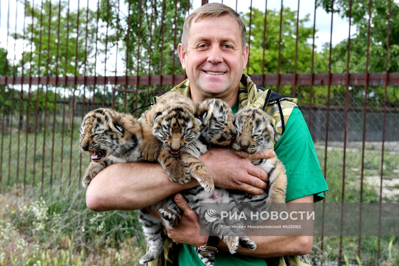 Амурские тигрята родились в сафари-парке "Тайган"