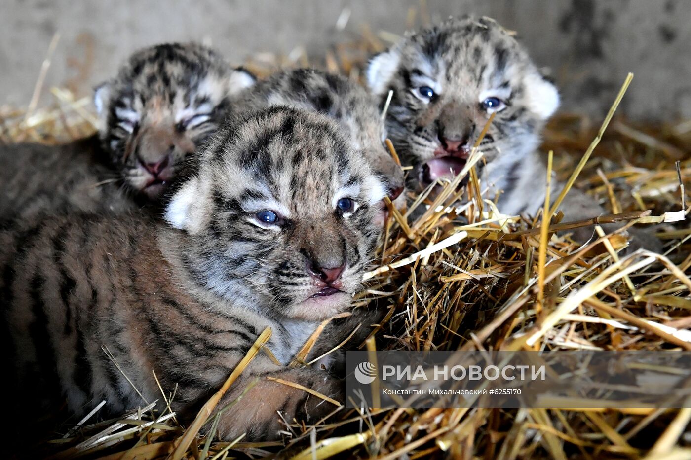 Амурские тигрята родились в сафари-парке "Тайган"