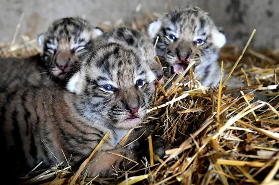 Амурские тигрята родились в сафари-парке "Тайган"