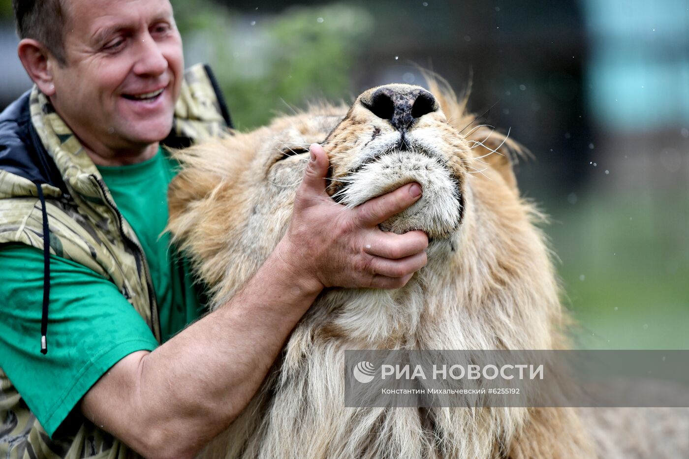 Амурские тигрята родились в сафари-парке "Тайган"