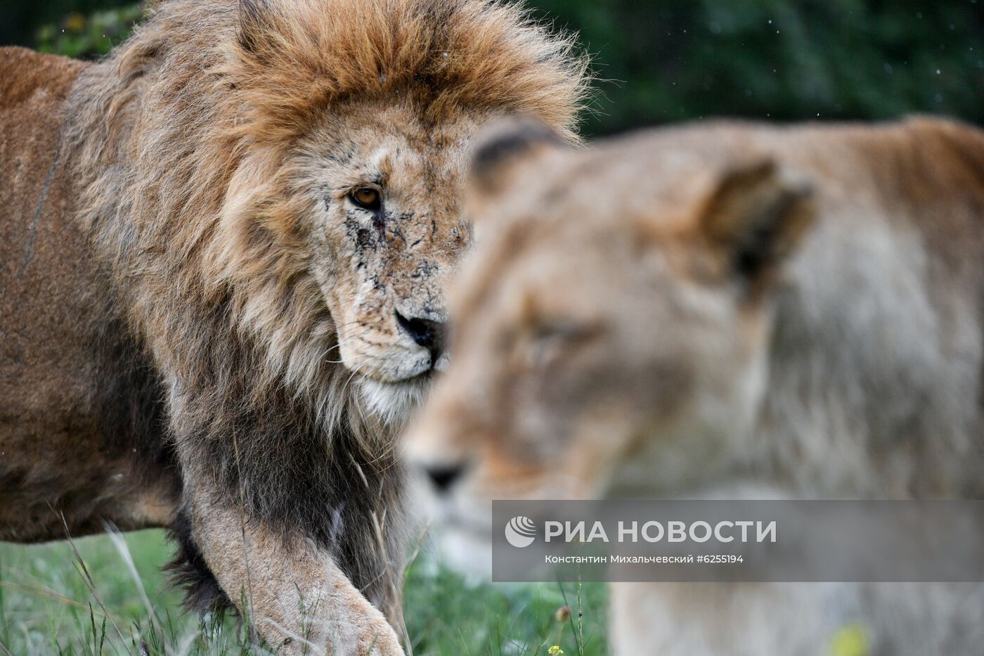 Амурские тигрята родились в сафари-парке "Тайган"