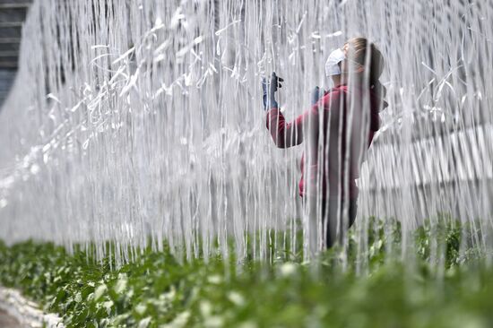 Сельскохозяйственное предприятие "Мичуринец" в Новосибирской области