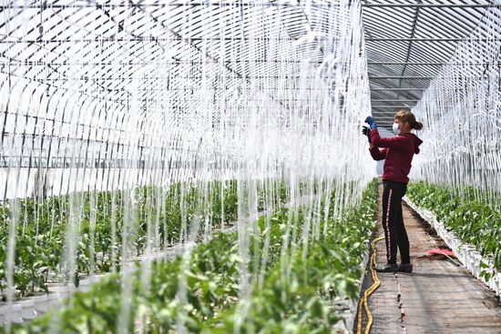 Сельскохозяйственное предприятие "Мичуринец" в Новосибирской области