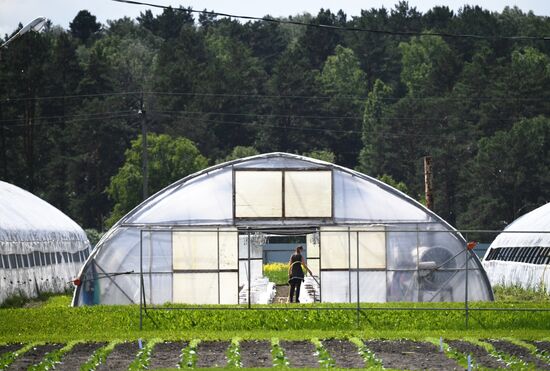 Сельскохозяйственное предприятие "Мичуринец" в Новосибирской области