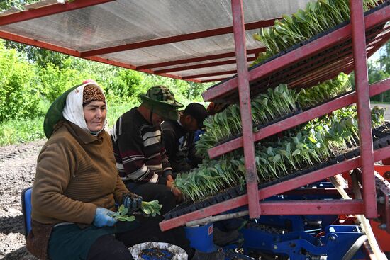 Сельскохозяйственное предприятие "Мичуринец" в Новосибирской области