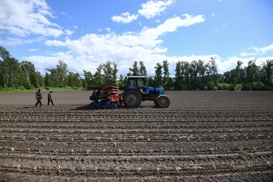 Сельскохозяйственное предприятие "Мичуринец" в Новосибирской области