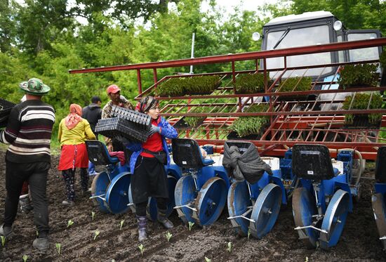 Сельскохозяйственное предприятие "Мичуринец" в Новосибирской области