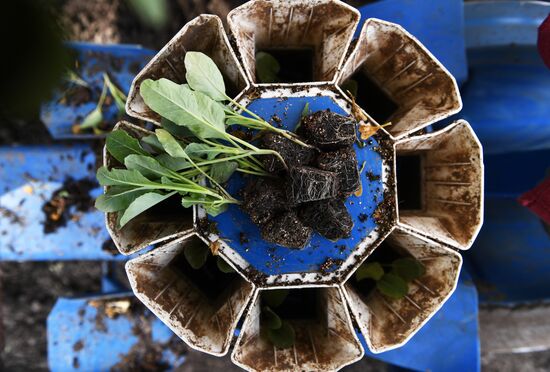 Сельскохозяйственное предприятие "Мичуринец" в Новосибирской области