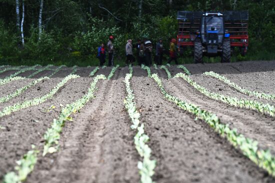 Сельскохозяйственное предприятие "Мичуринец" в Новосибирской области