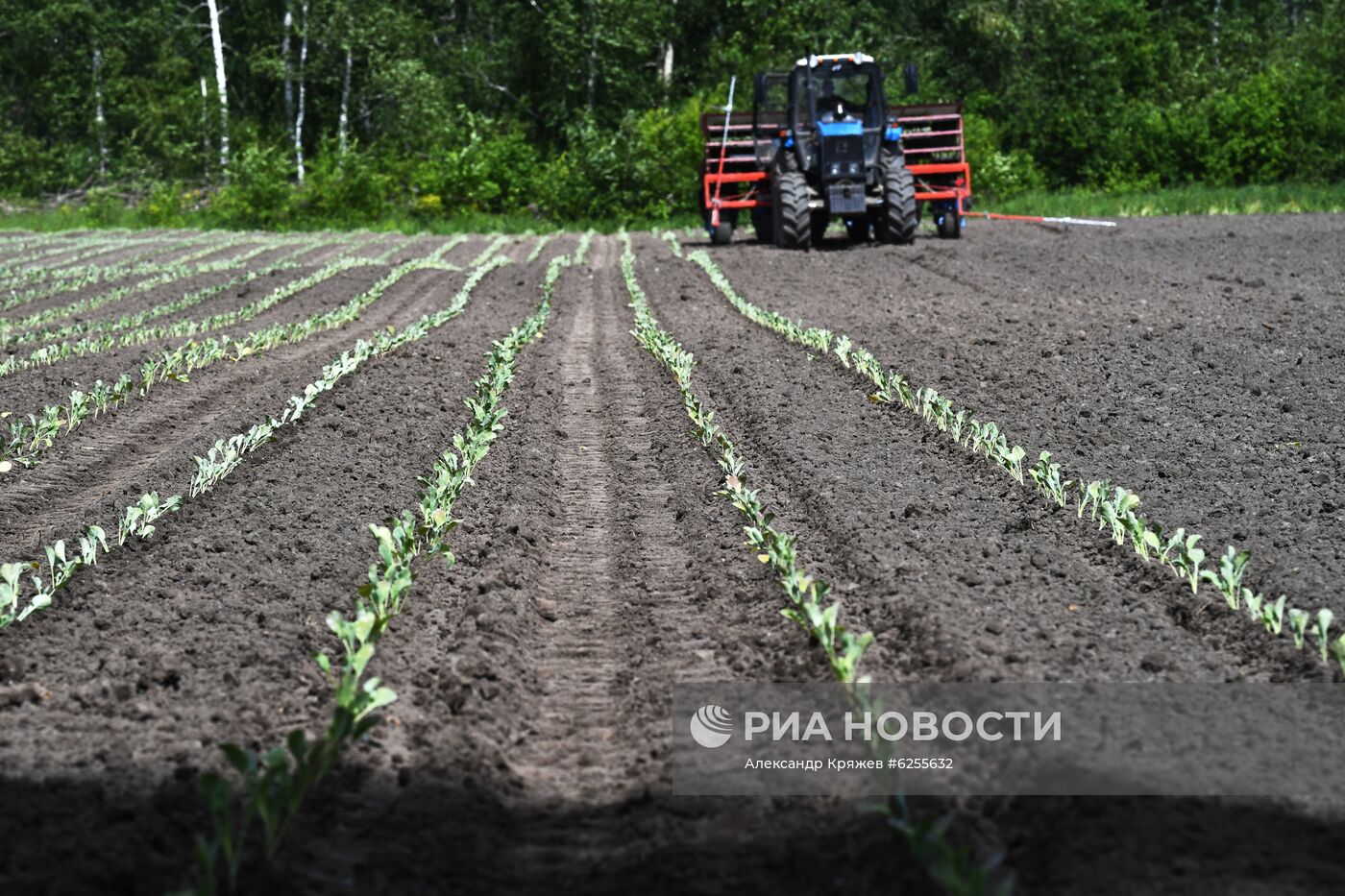 Сельскохозяйственное предприятие "Мичуринец" в Новосибирской области