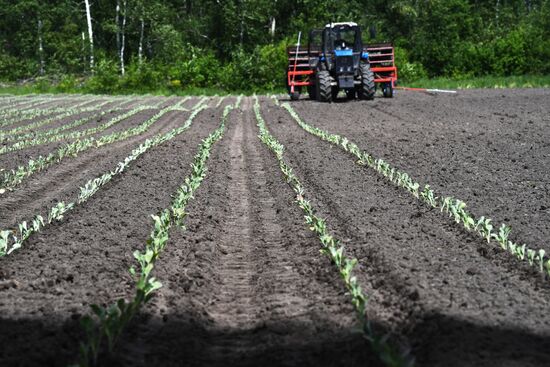 Сельскохозяйственное предприятие "Мичуринец" в Новосибирской области