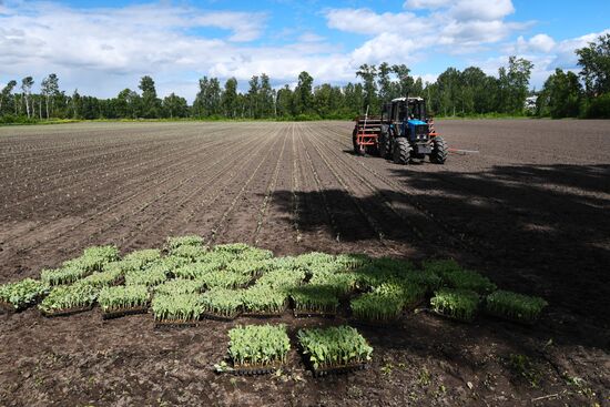 Сельскохозяйственное предприятие "Мичуринец" в Новосибирской области