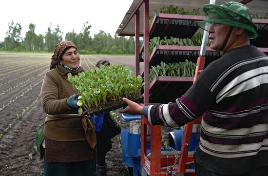 Сельскохозяйственное предприятие "Мичуринец" в Новосибирской области