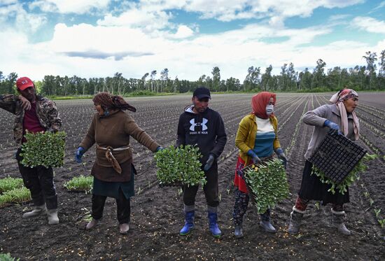 Сельскохозяйственное предприятие "Мичуринец" в Новосибирской области