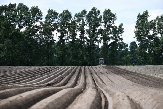 Сельскохозяйственное предприятие "Мичуринец" в Новосибирской области