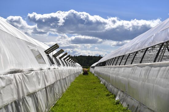 Сельскохозяйственное предприятие "Мичуринец" в Новосибирской области