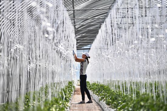 Сельскохозяйственное предприятие "Мичуринец" в Новосибирской области