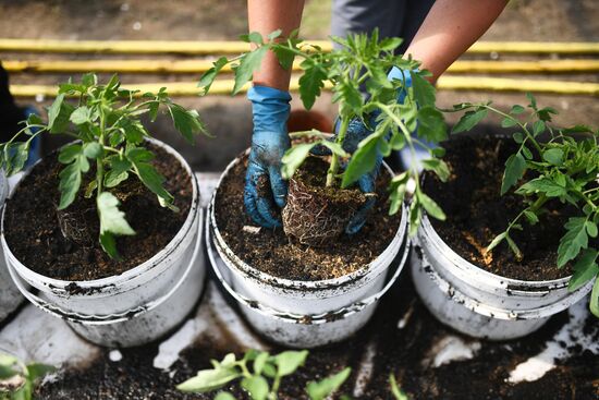 Сельскохозяйственное предприятие "Мичуринец" в Новосибирской области