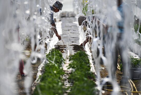 Сельскохозяйственное предприятие "Мичуринец" в Новосибирской области