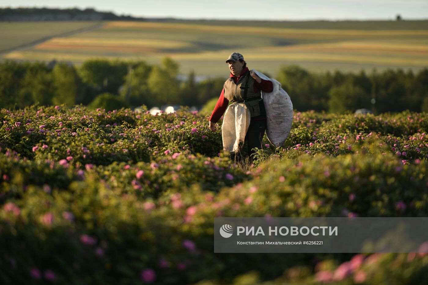 В Крыму приступили к сбору лепестков роз