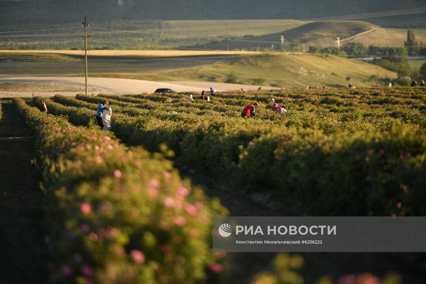 В Крыму приступили к сбору лепестков роз