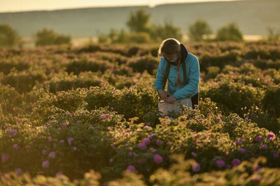 В Крыму приступили к сбору лепестков роз
