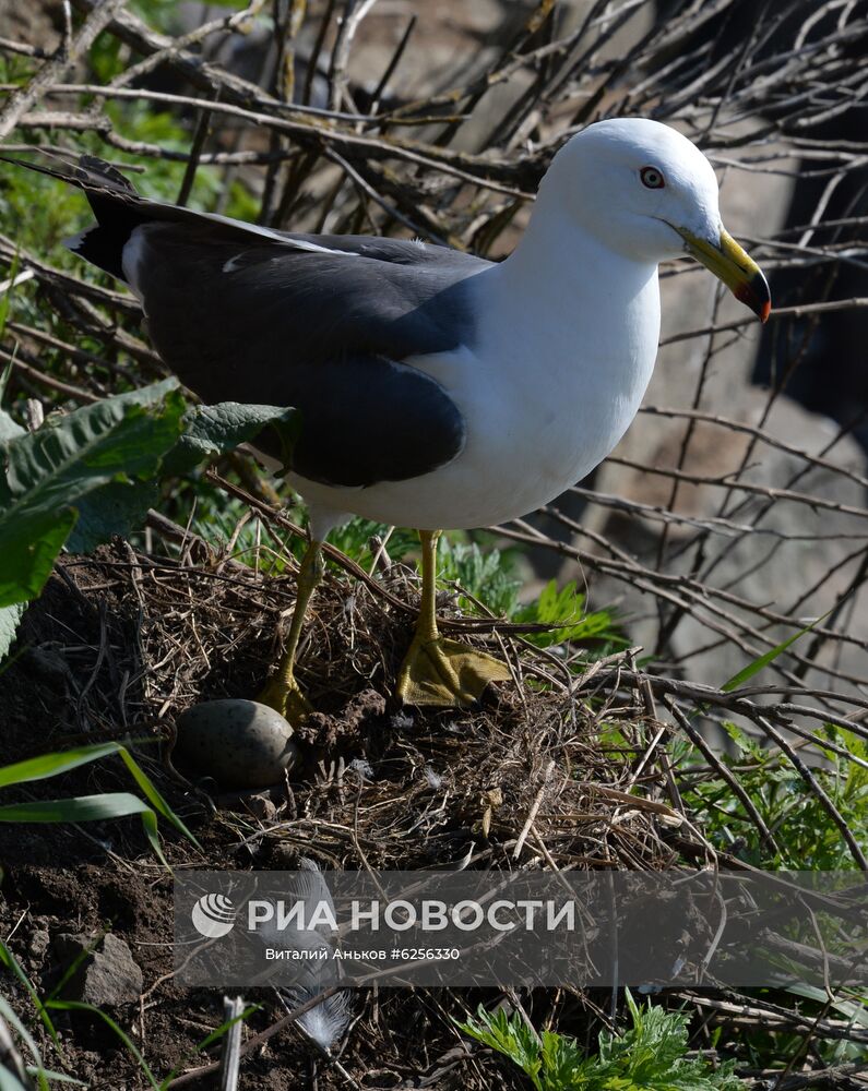 Мыс Басаргина в проливе Босфор Восточный