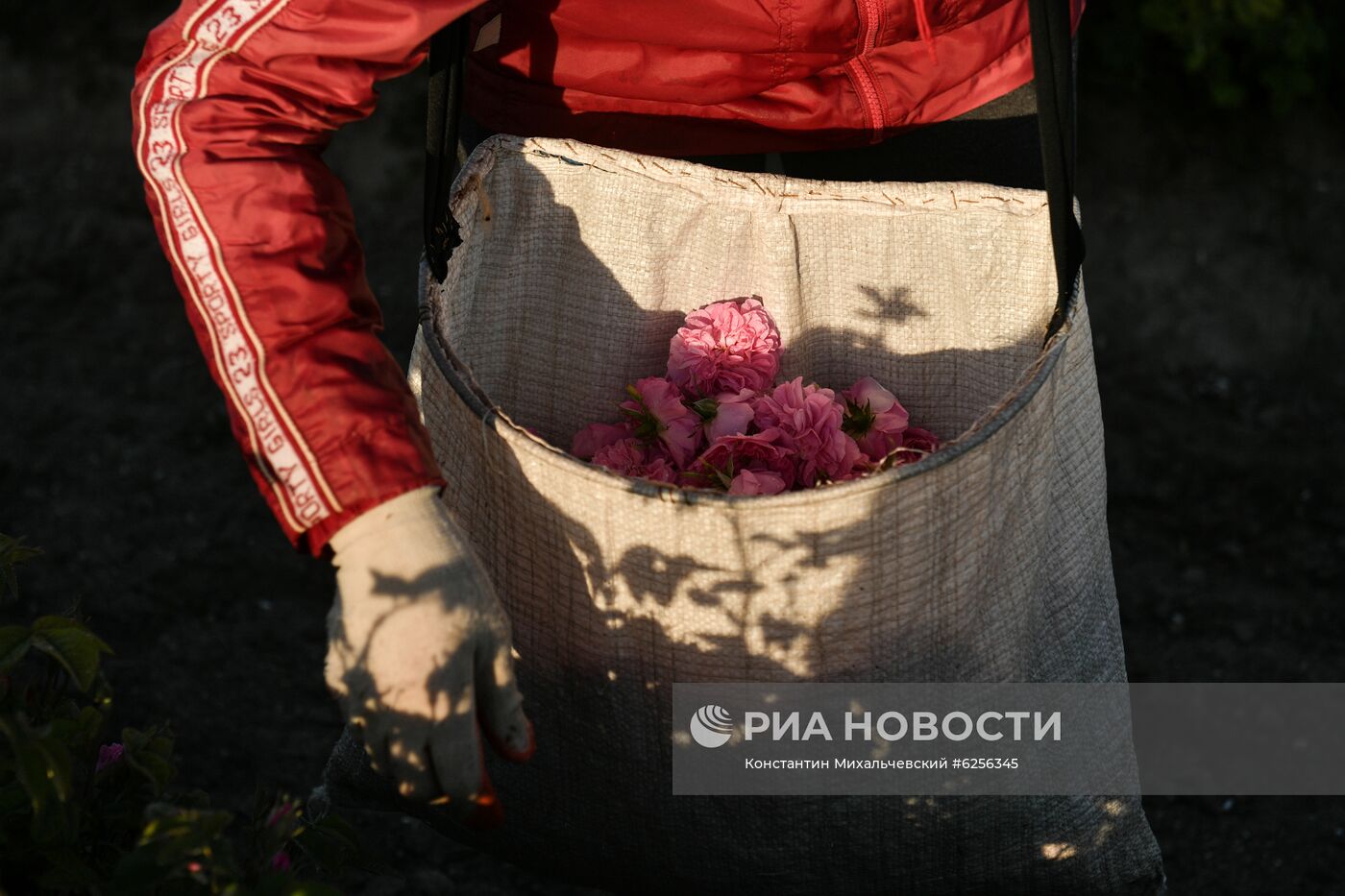 В Крыму приступили к сбору лепестков роз