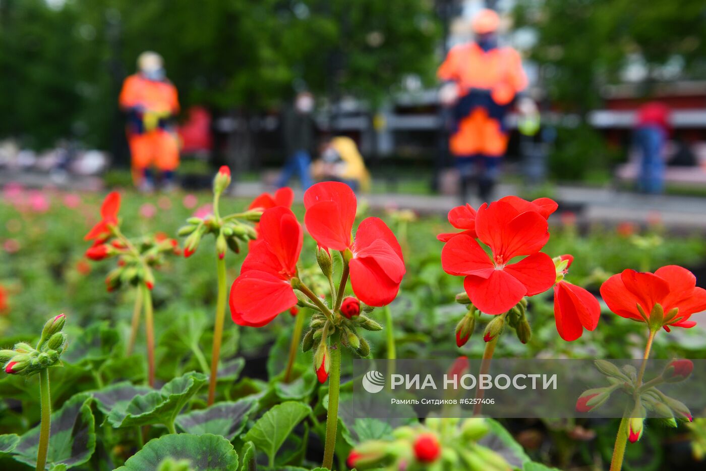 Высадка цветов в Москве