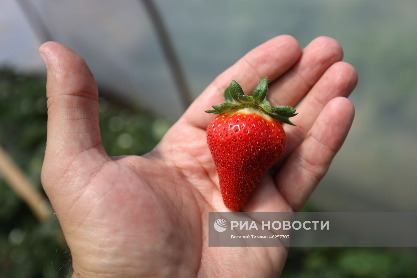 Сбор урожая клубники в Краснодарском крае