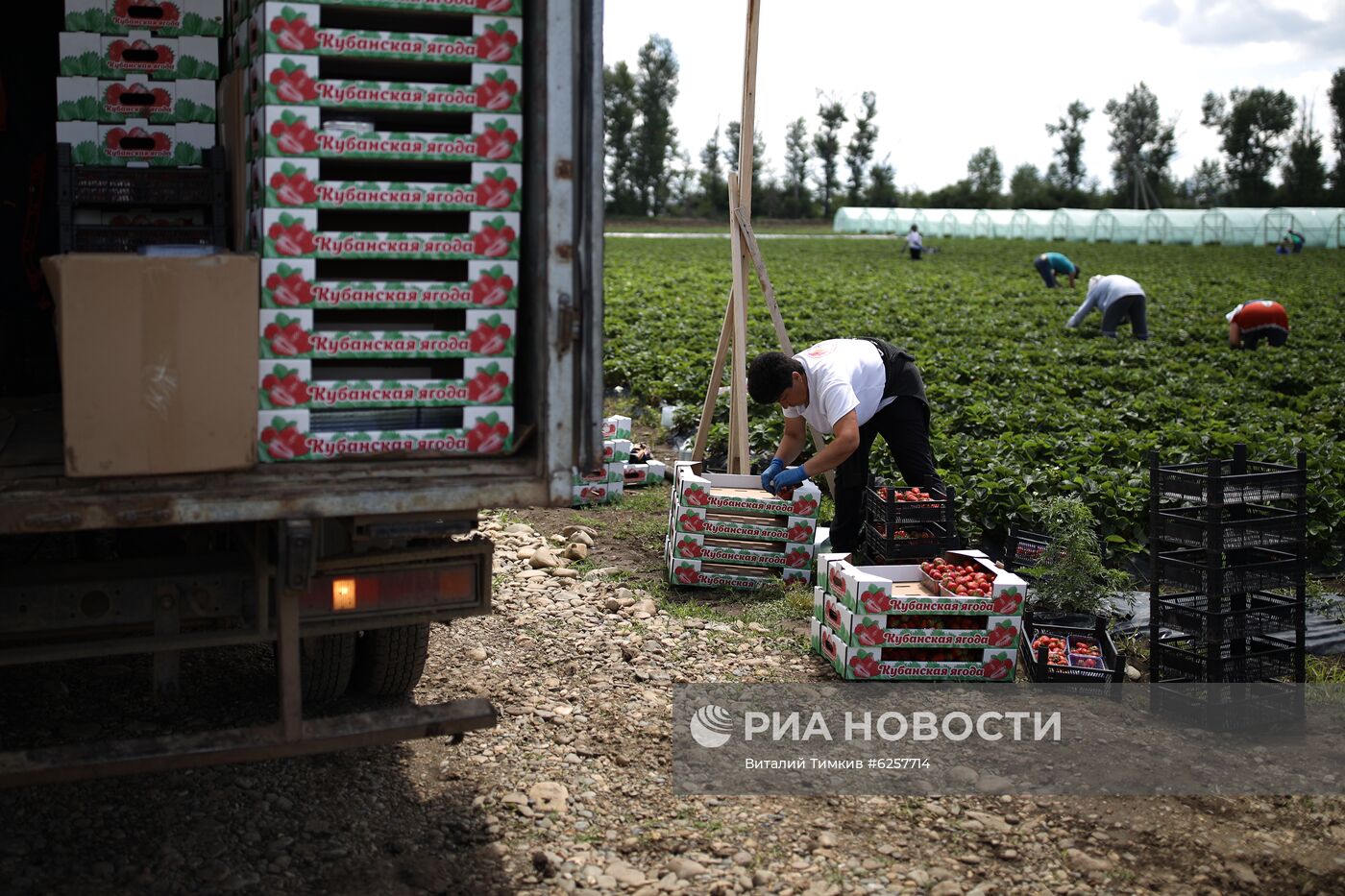 Сбор урожая клубники в Краснодарском крае