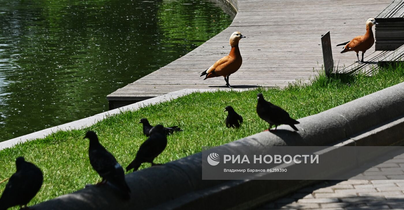 Теплая погода в Москве