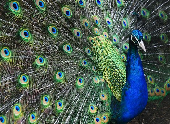 Зоопарк "Садгород" во Владивостоке открылся для посетителей 