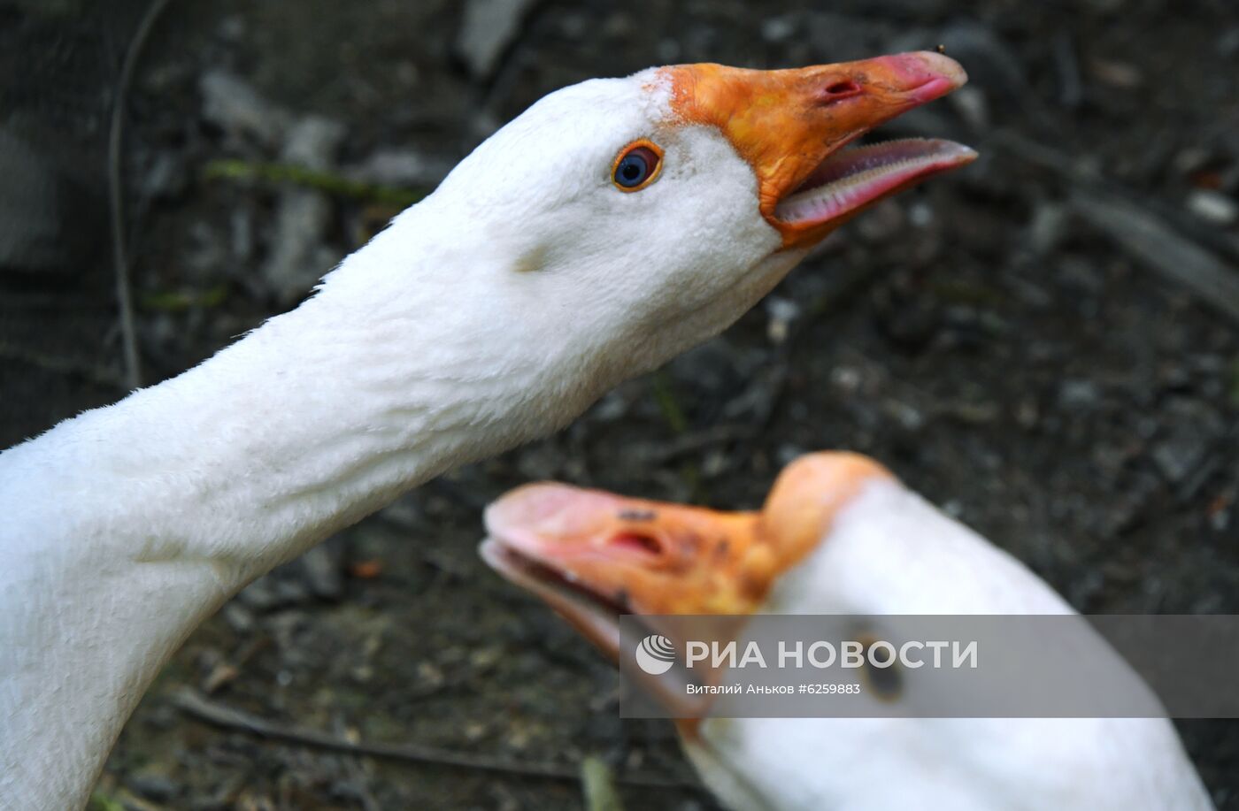 Зоопарк "Садгород" во Владивостоке открылся для посетителей