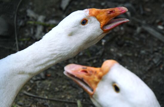 Зоопарк "Садгород" во Владивостоке открылся для посетителей 