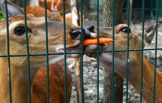 Зоопарк "Садгород" во Владивостоке открылся для посетителей 