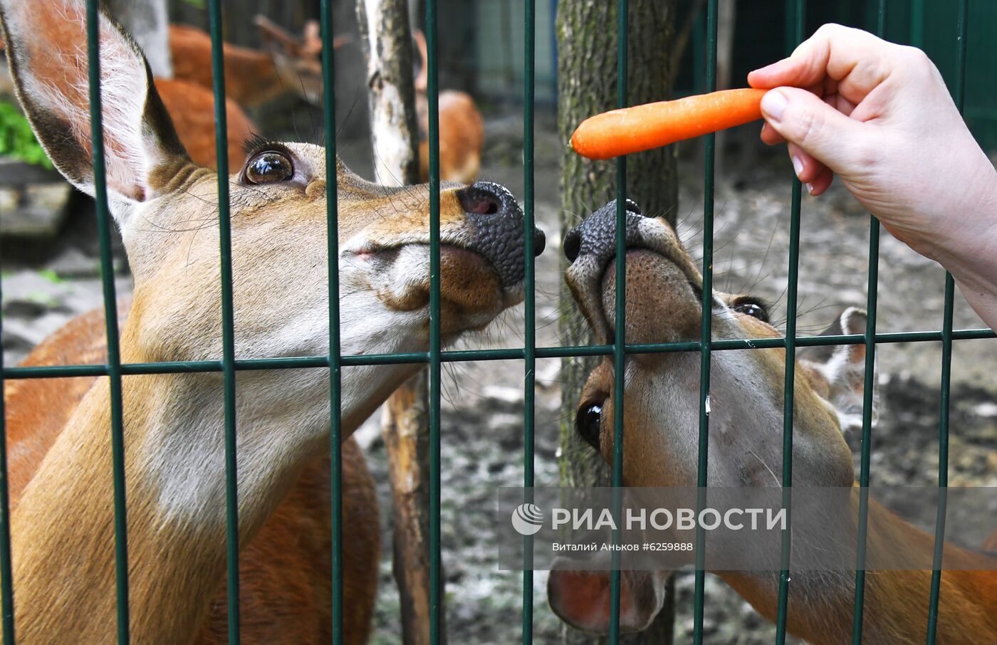 Зоопарк "Садгород" во Владивостоке открылся для посетителей