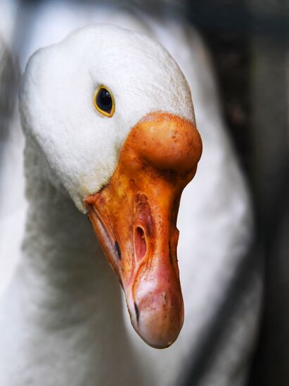 Зоопарк "Садгород" во Владивостоке открылся для посетителей 