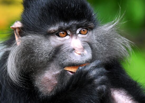 Зоопарк "Садгород" во Владивостоке открылся для посетителей 