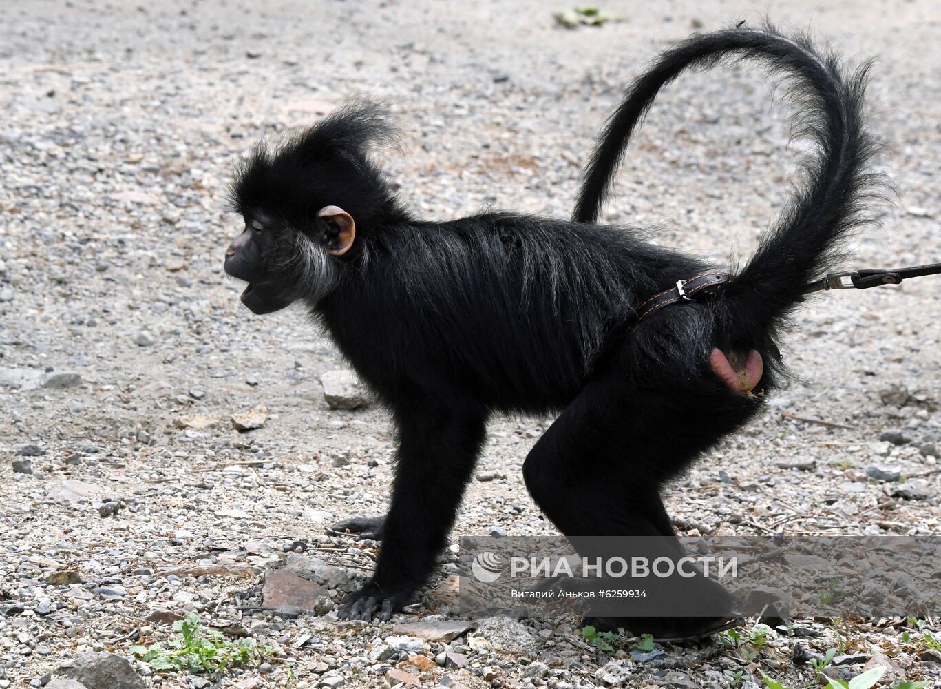 Зоопарк "Садгород" во Владивостоке открылся для посетителей