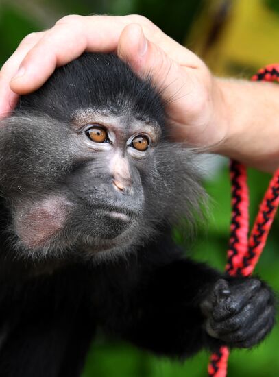 Зоопарк "Садгород" во Владивостоке открылся для посетителей 